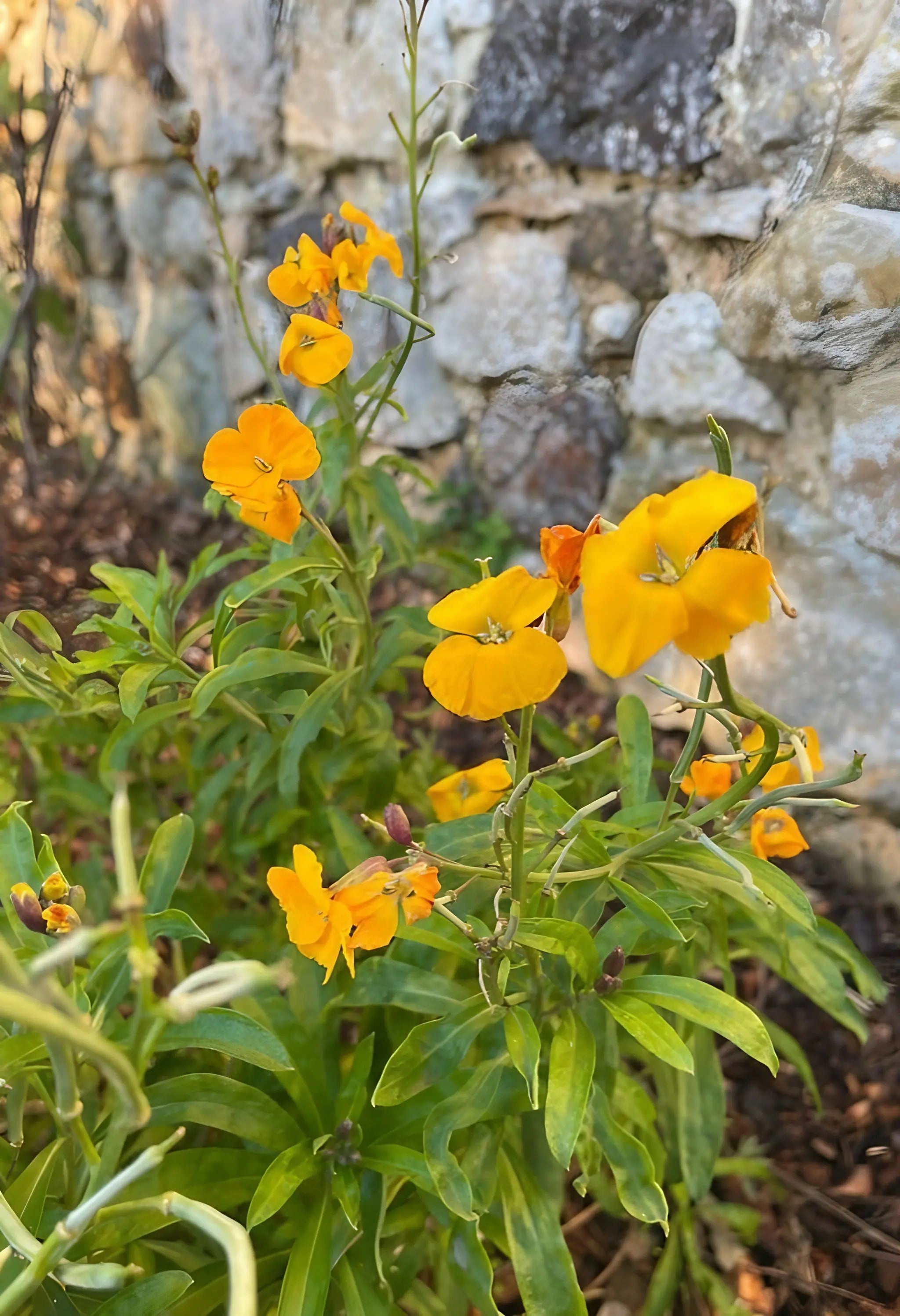 Wallflower Cloth of Gold - Bishy Barnabees Cottage Garden Ltd