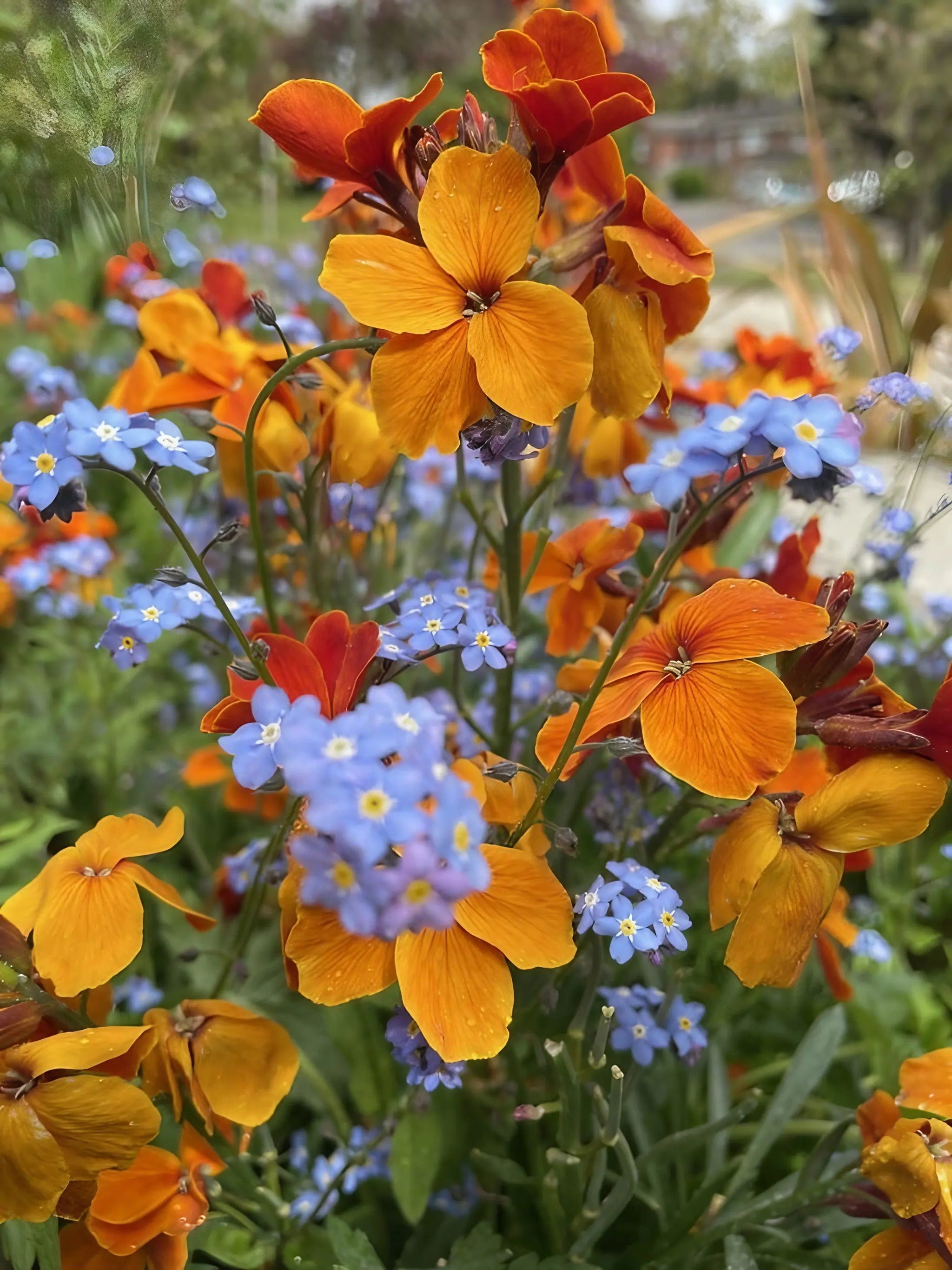 Wallflower Fire King - Bishy Barnabees Cottage Garden Ltd