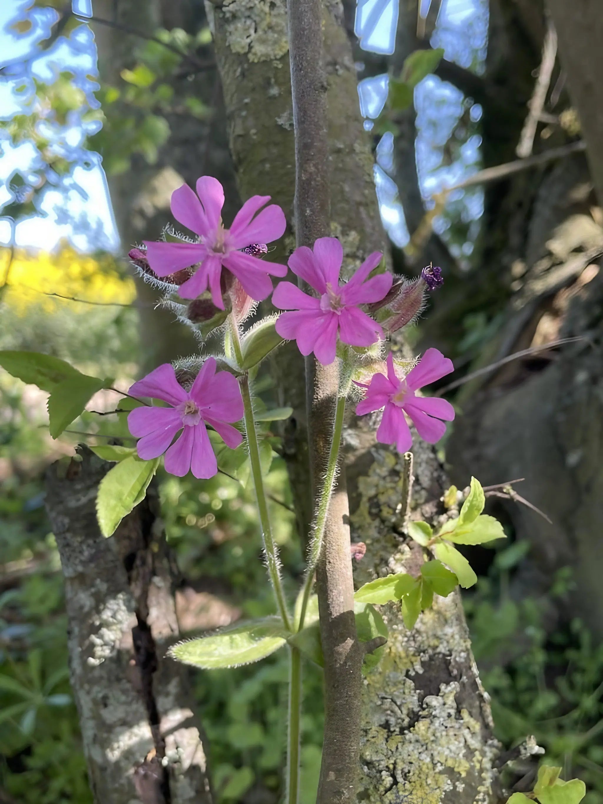 Five bright pink Red Campion blooms by Bishy Barnabees Cottage Garden, with hairy stems and leaves, grow before a tree trunk among green foliage and dappled sunlight in a wildlife-friendly garden.