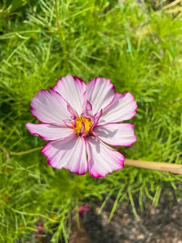 A close-up of Cosmos Fizzy Rose by Bishy Barnabees Cottage Garden features white petals tinged with pink, green feathery foliage, and a yellow center with dark accents, illuminated to reveal its delicate textures.