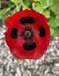 A vivid scarlet-red Poppy Ladybird flower from Bishy Barnabees Cottage Garden, with black-spotted petals reminiscent of a ladybug. The blurred green leaves and mulch make it ideal for growing from Poppy Ladybird seeds.
