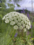 A close-up of the dense, white-green domed flower of Ammi visnaga.