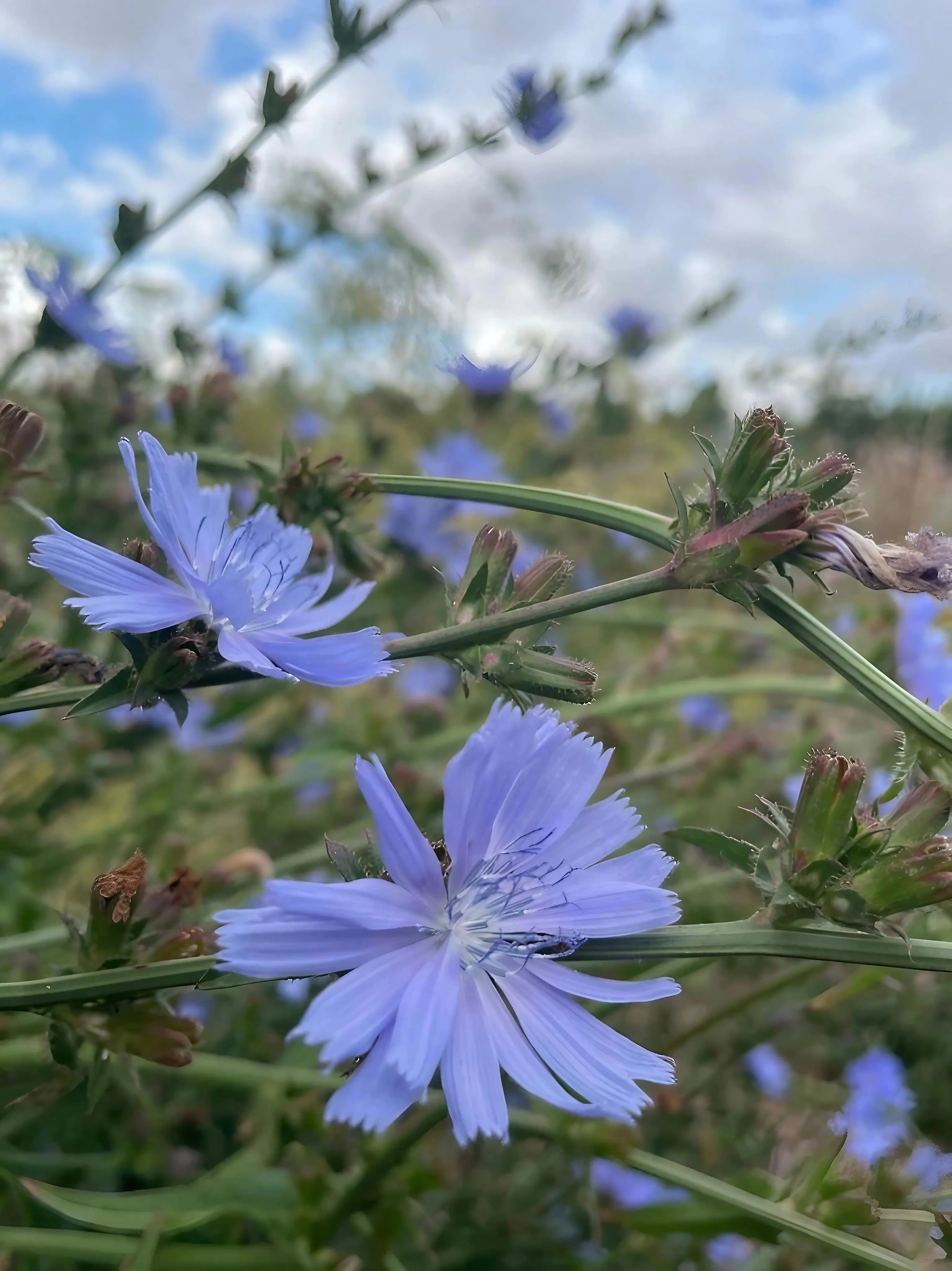 Close-up of two light blue Chicory Wild flowers from Bishy Barnabees Cottage Garden Ltd, their delicate petals and green stems standing out as other drought-tolerant perennials blur in the background beneath a partly cloudy sky.