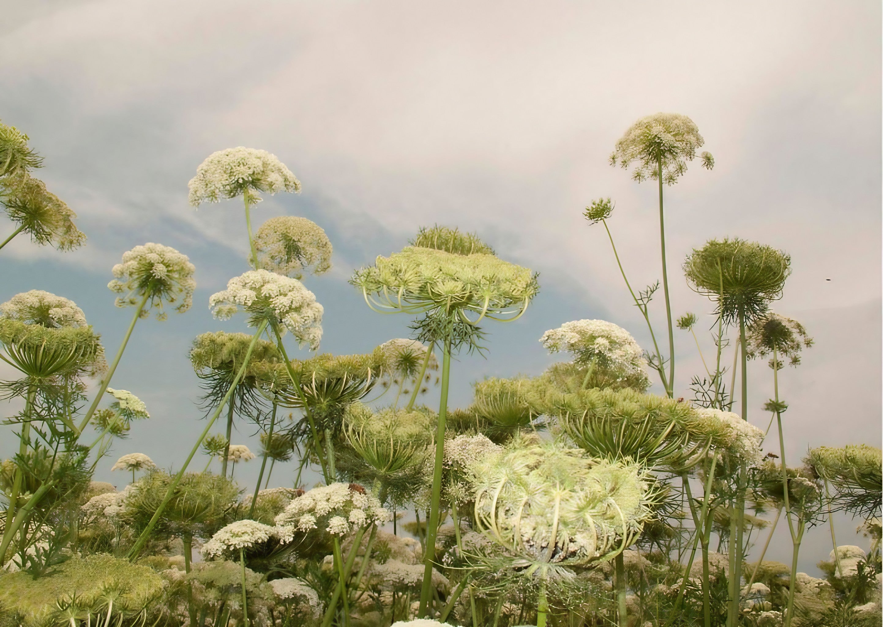 Landscape of wild carrot flowers with a clear blue sky overhead