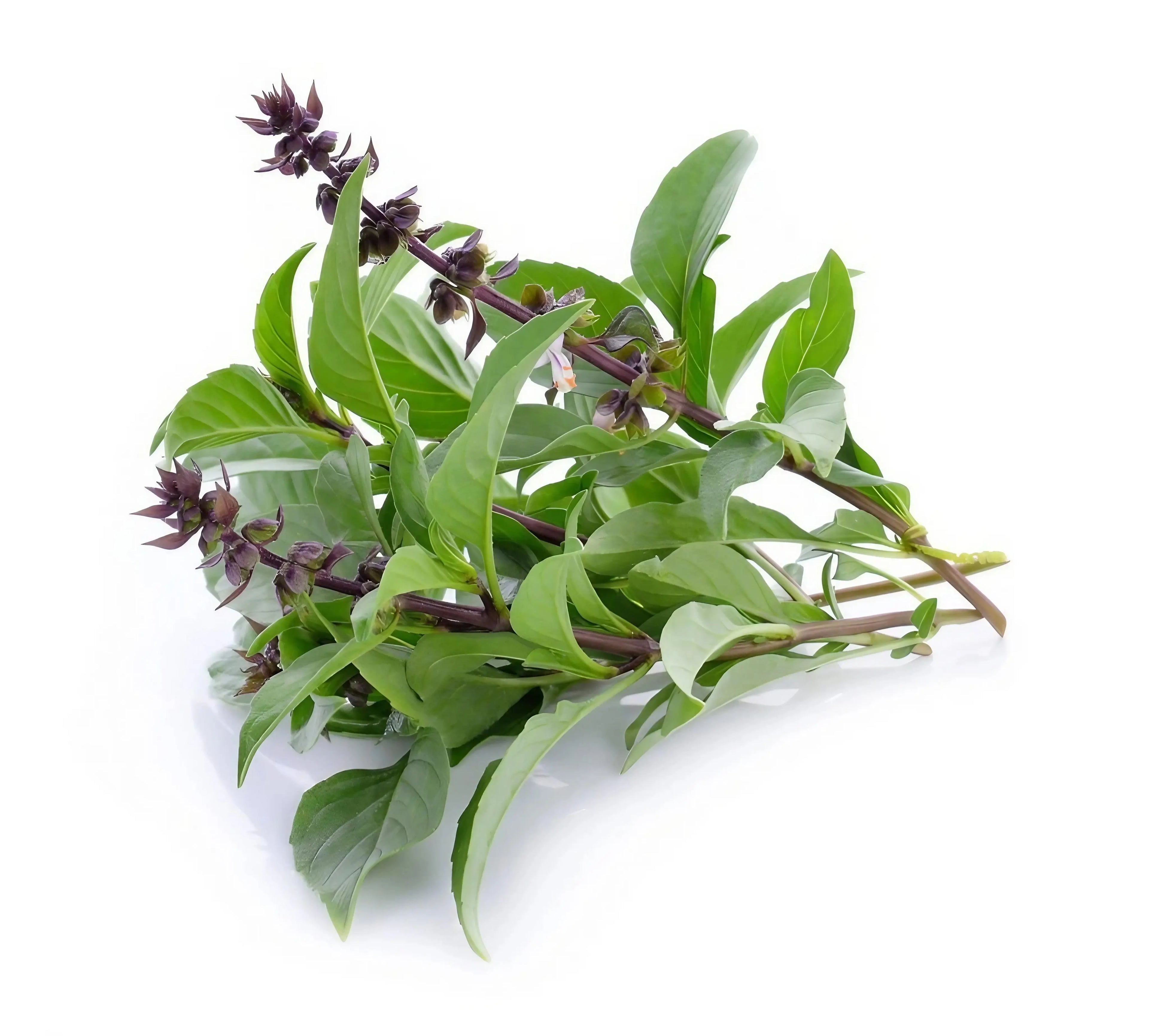 Holy Basil leaves on a white background