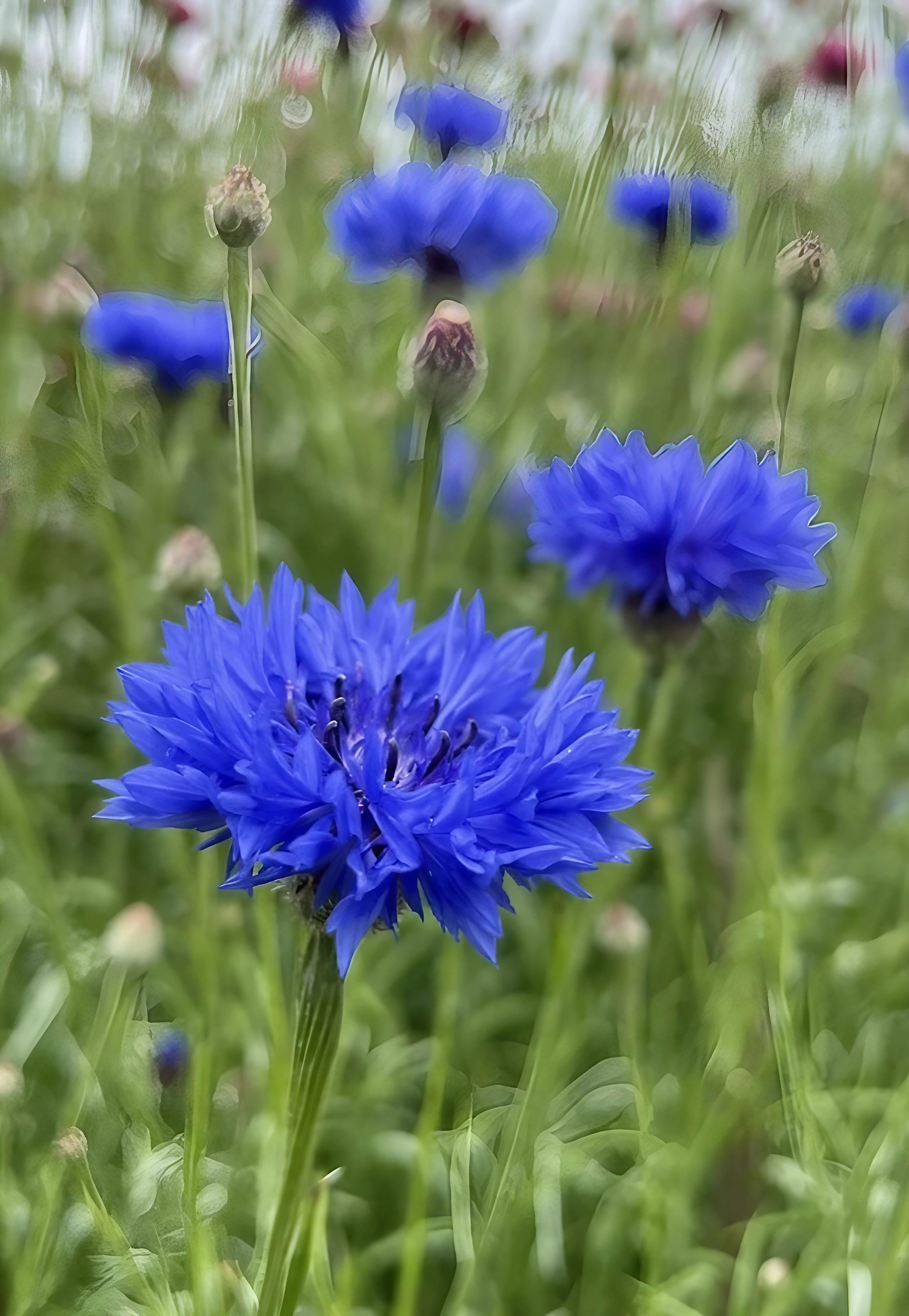 Cornflower Blue Ball displayed against a white background