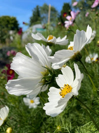 Close-up of Cosmos Purity by Bishy Barnabees Cottage Garden, featuring white blooms with yellow centers and lush green foliage—ideal for moon or white cutting gardens. Flowers bloom under bright blue skies with blurred colorful backgrounds.