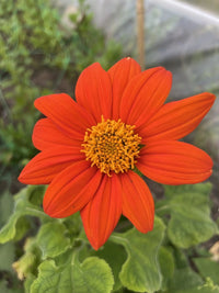 A close-up of Bishy Barnabees Cottage Garden's Tithonia Goldfinger shows a vibrant orange bloom with a yellow center amid green leaves—perfect for adding color and attracting butterflies to your garden.