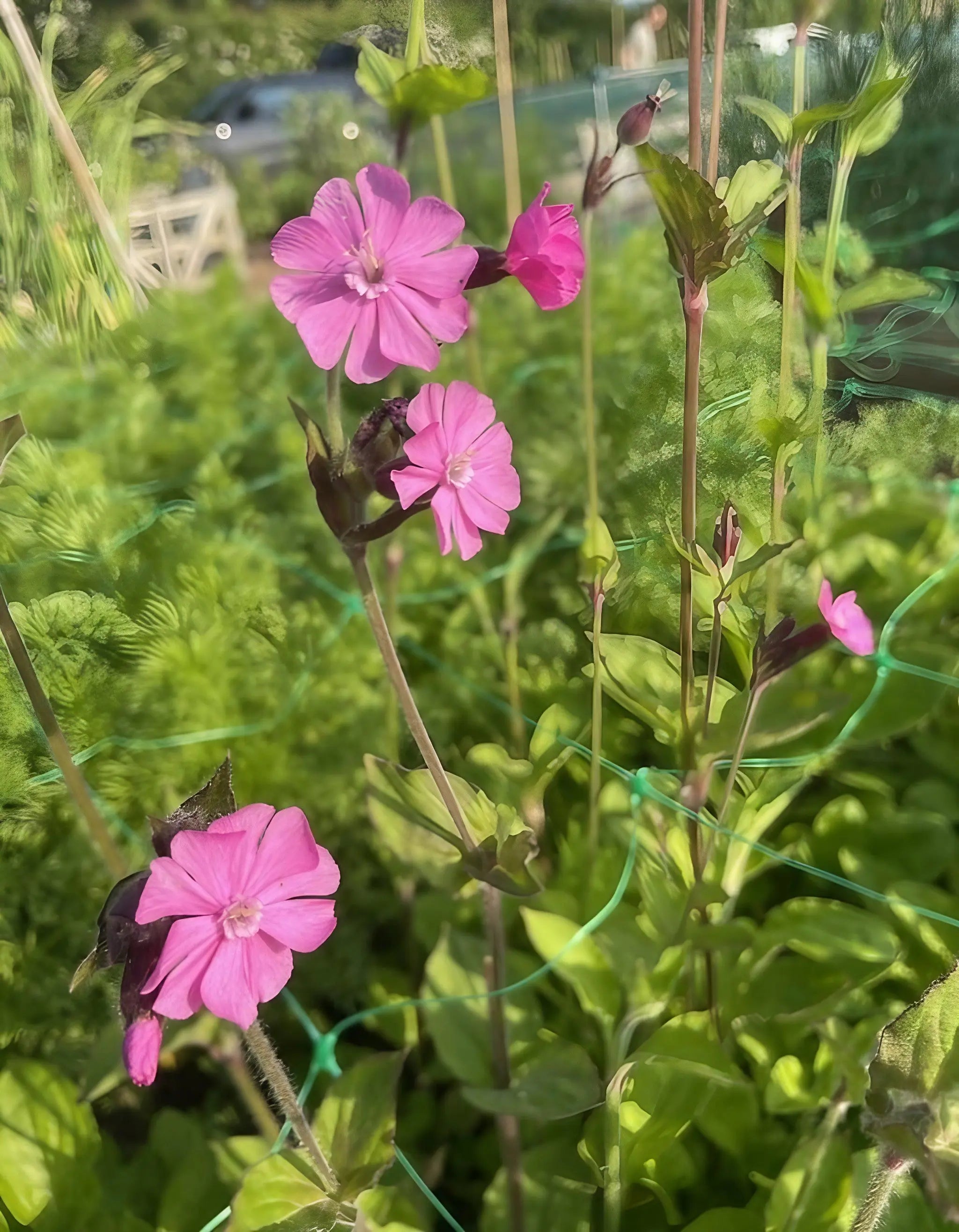 Bright pink Red Campion by Bishy Barnabees Cottage Garden shows five-petaled blooms among green leaves and stems, supported by netting in a sunlit, wildlife-friendly garden with blurred background foliage and structures.