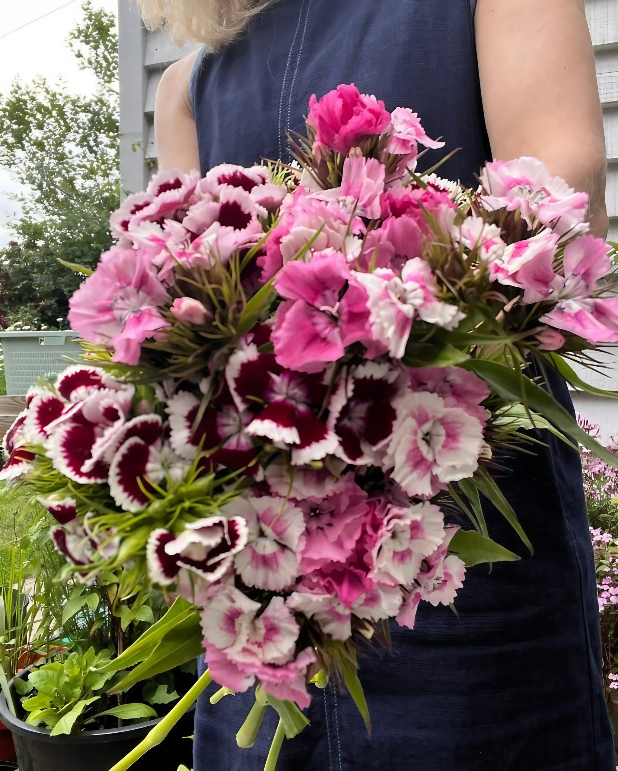 Sweet William Auricula Eyed Mixed - Bishy Barnabees Cottage Garden Ltd