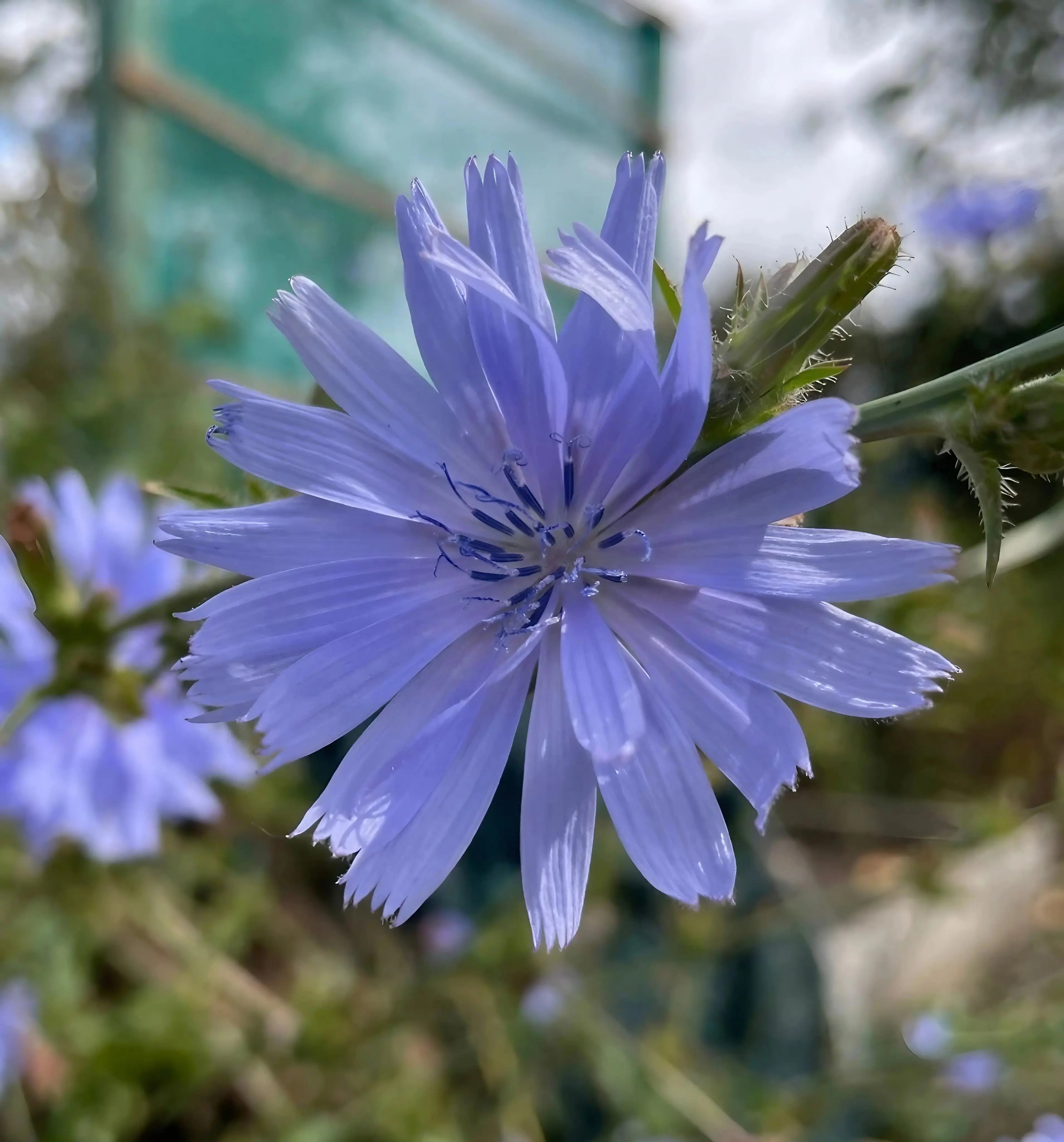 Close-up of Chicory Wild by Bishy Barnabees Cottage Garden Ltd—light purple, drought-tolerant perennial flower in bloom with detailed petals and stamens, set against a blurred natural green background.