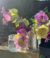 A bunch of Bishy Barnabees Cottage Garden Ltd Cobaea scandens Purple’s bell-shaped blooms is arranged in a shiny tin can beside a clear glass jar, with sunlight from the left and a blurred garden background.