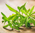 Russian Tarragon - Bishy Barnabees Cottage Garden Ltd