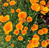 A cluster of vibrant orange Poppy Californian Golden West flowers from Bishy Barnabees Cottage Garden seeds, with green stems and delicate leaves, viewed from above.