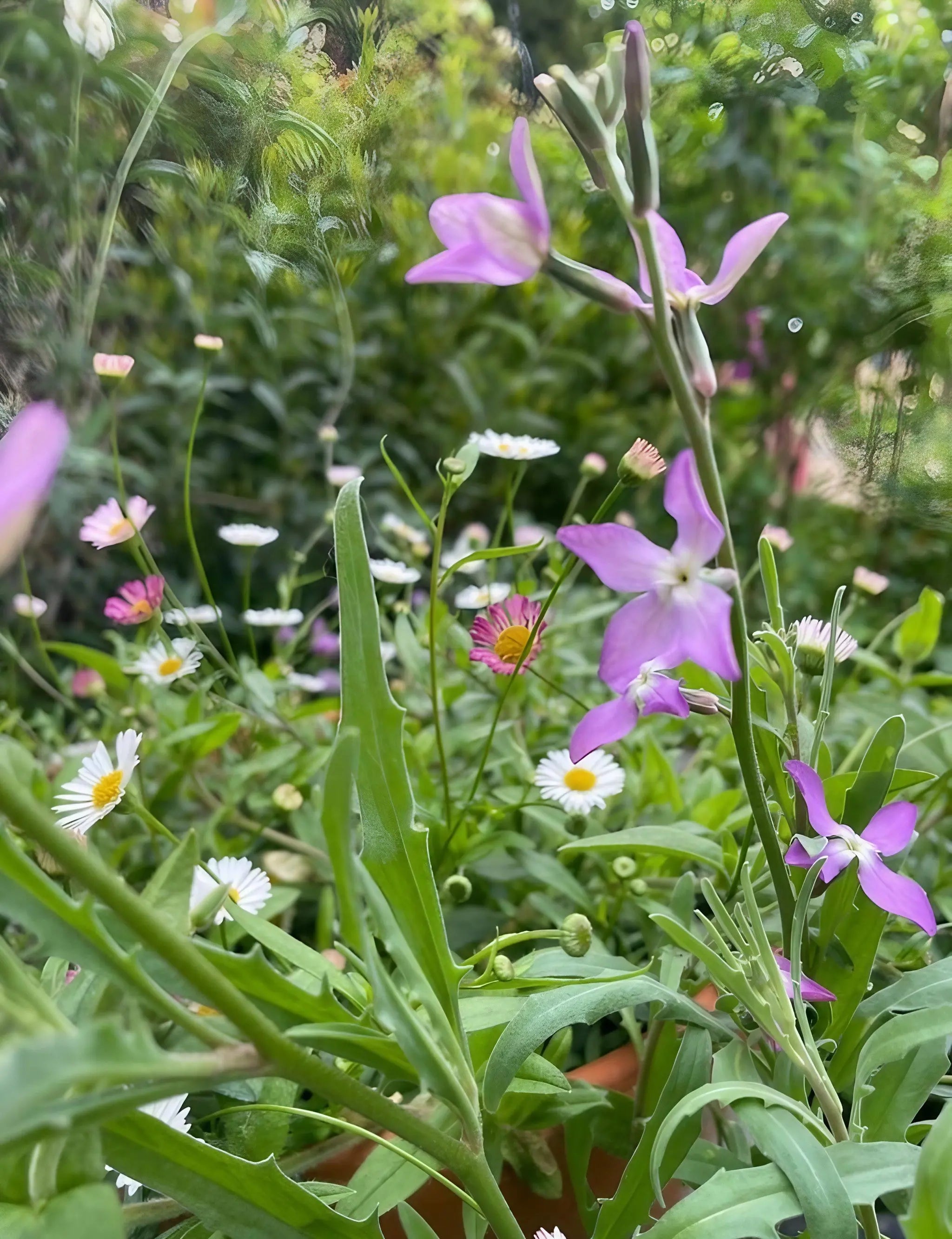 Stocks Night Scented - Bishy Barnabees Cottage Garden Ltd