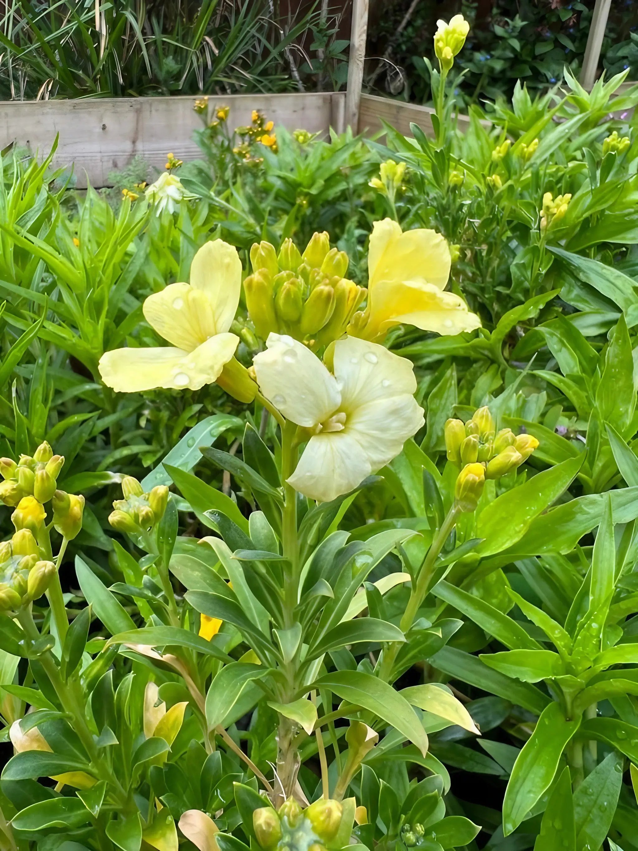 Wallflower Ivory White - Bishy Barnabees Cottage Garden Ltd