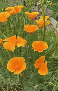 Bishy Barnabees Cottage Garden’s Poppy Californian Golden West features vivid orange, drought-tolerant blooms and classic green foliage. A few closed buds sit among open flowers, with a blurred background highlighting their vibrant display.