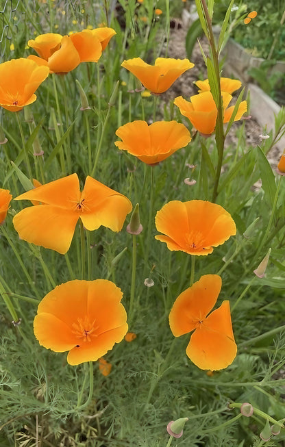 Close-up of Golden West California poppy flowers in natural sunlight
