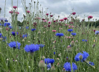 Cornflower Blue Ball by Bishy Barnabees Cottage Garden Ltd features vibrant blue blossoms on green stems, creating a colorful meadow. These cut-and-come-again flowers thrive under cloudy skies and provide excellent nectar for bees.