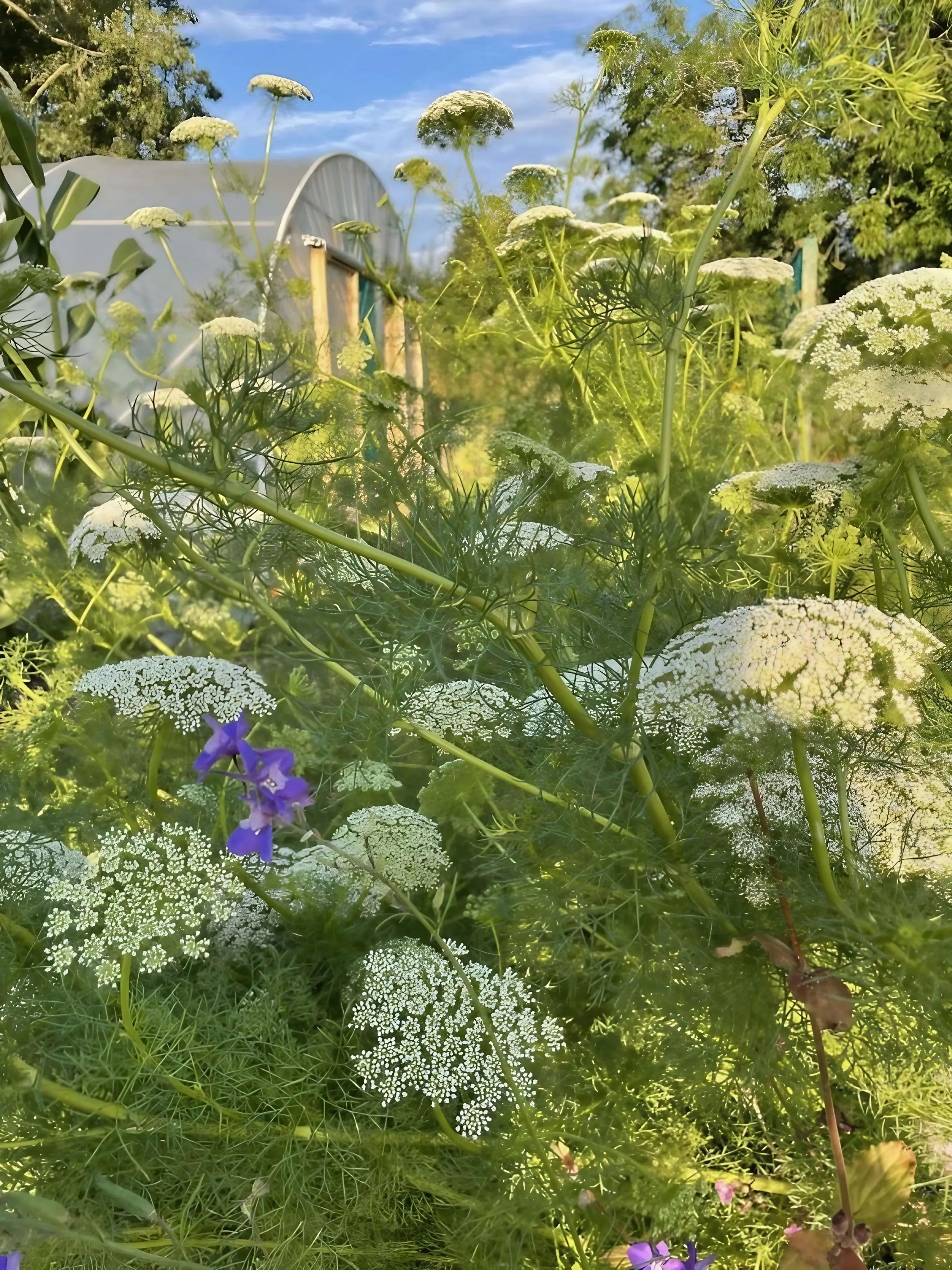 Green garden with Ammi visnaga and a purple flower in the foreground, with a greenhouse in the background.