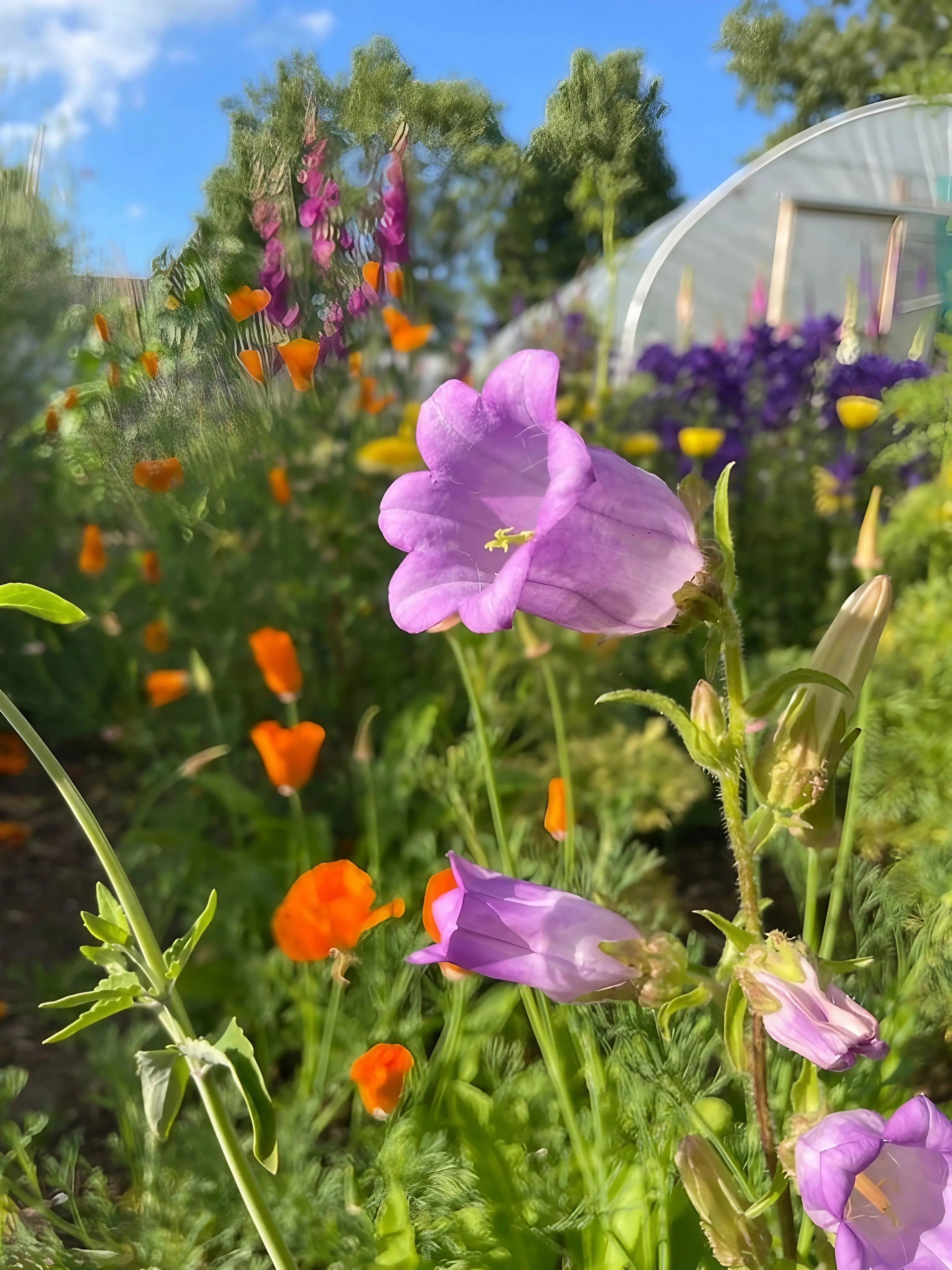 A close-up of a purple bellflower grown from Bishy Barnabees Cottage Garden Ltd&