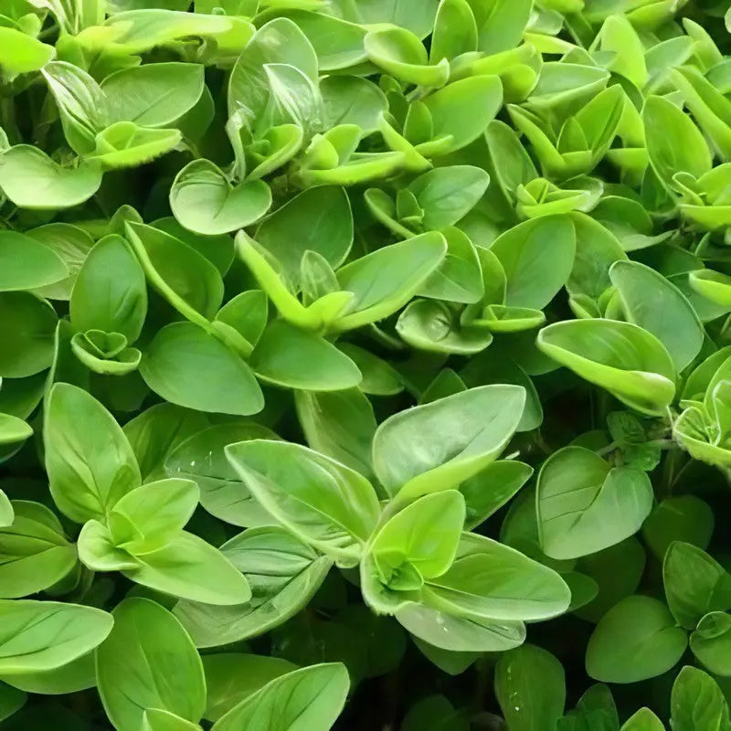 Close-up of lush, vibrant green leaves with visible veins and a waxy texture, forming dense ground cover—ideal for Bishy Barnabees Cottage Garden Marjoram Sweet, a fragrant herb perfect for traditional English gardens.