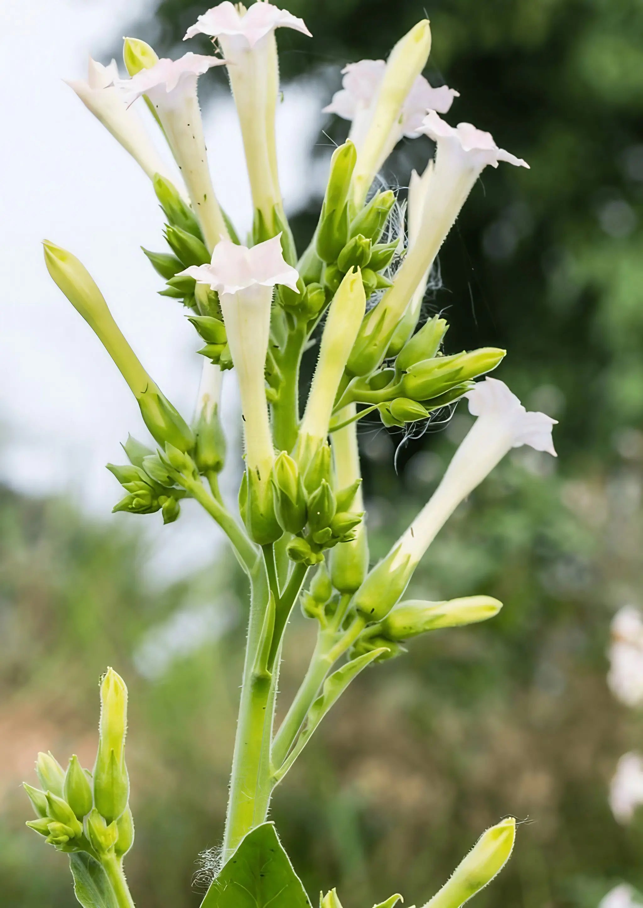 Nicotiana White Trumpets - Bishy Barnabees Cottage Garden Ltd