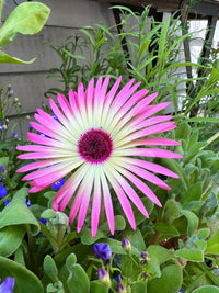A close-up of a vibrant pink and white Mesembryanthemum Harlequin from Bishy Barnabees Cottage Garden, featuring narrow petals, green leaves, and small purple-blue blooms in a garden setting.