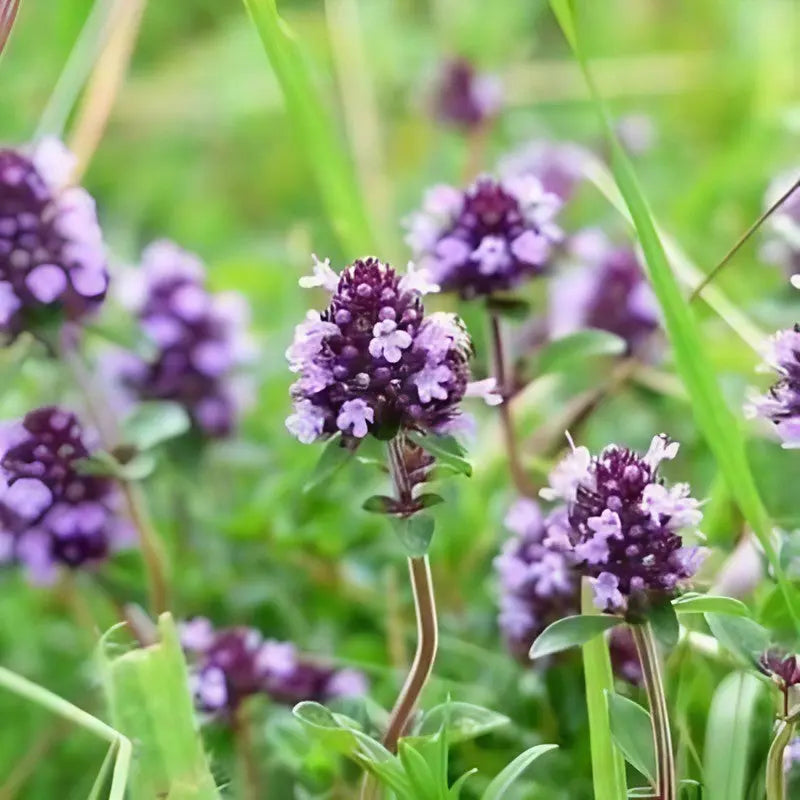 Clusters of purple Marjoram Sweet flowers from Bishy Barnabees Cottage Garden, with green leaves and stems, flourish in a grassy field, their dense blooms evoking a classic English garden amid lush greenery.