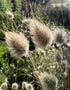 Bunny Tails Grass growing in a sunny garden border.
