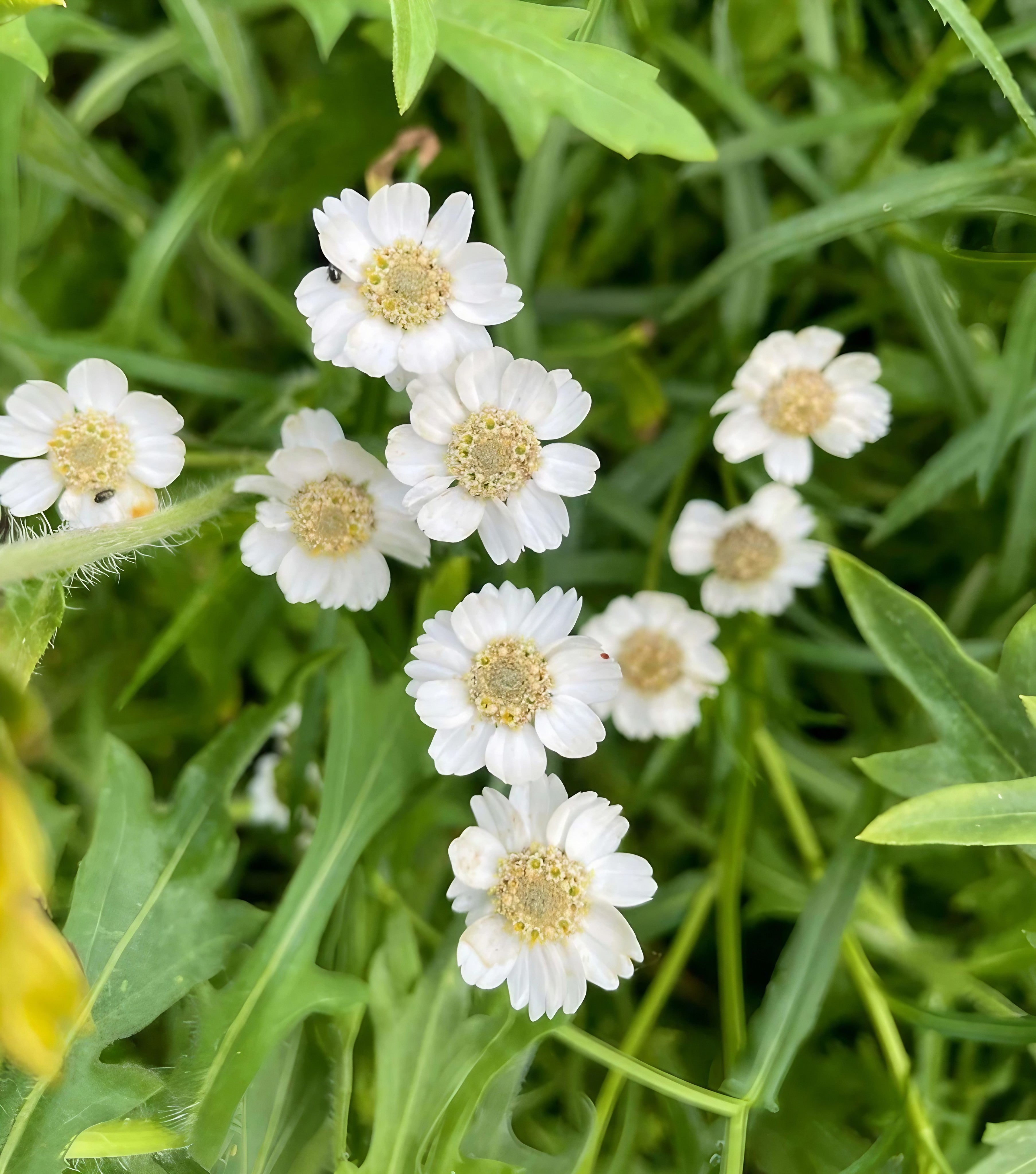 Achillea ptarmica Ballerina, also known as sneezewort, displaying its white petals