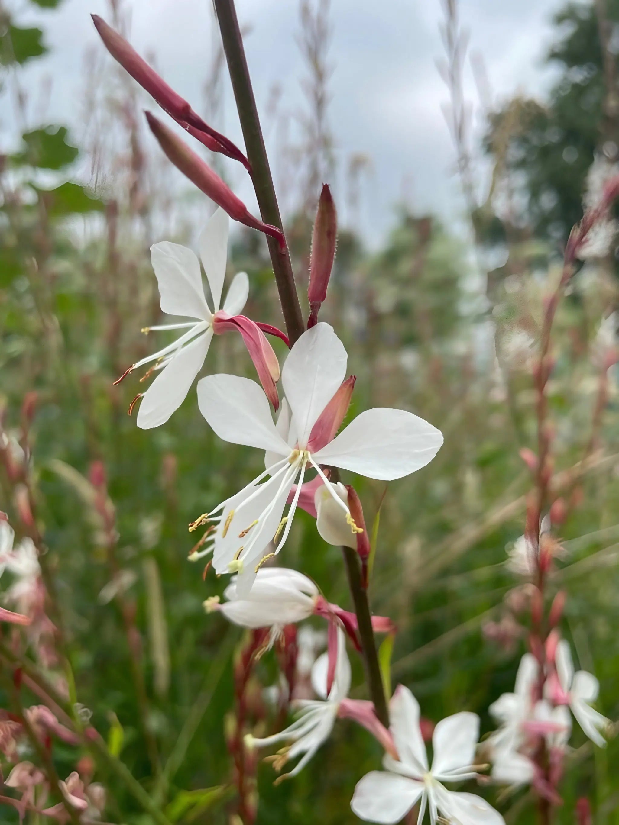 Gaura flowers with yellow centers on a blurred natural background