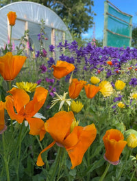 Bright orange and yellow Poppy Californian Golden West by Bishy Barnabees Cottage Garden bloom amid purple flowers and green foliage; a greenhouse and green screen appear in the background under a clear blue sky.
