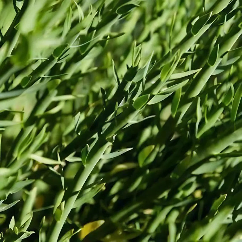Russian Tarragon - Bishy Barnabees Cottage Garden Ltd