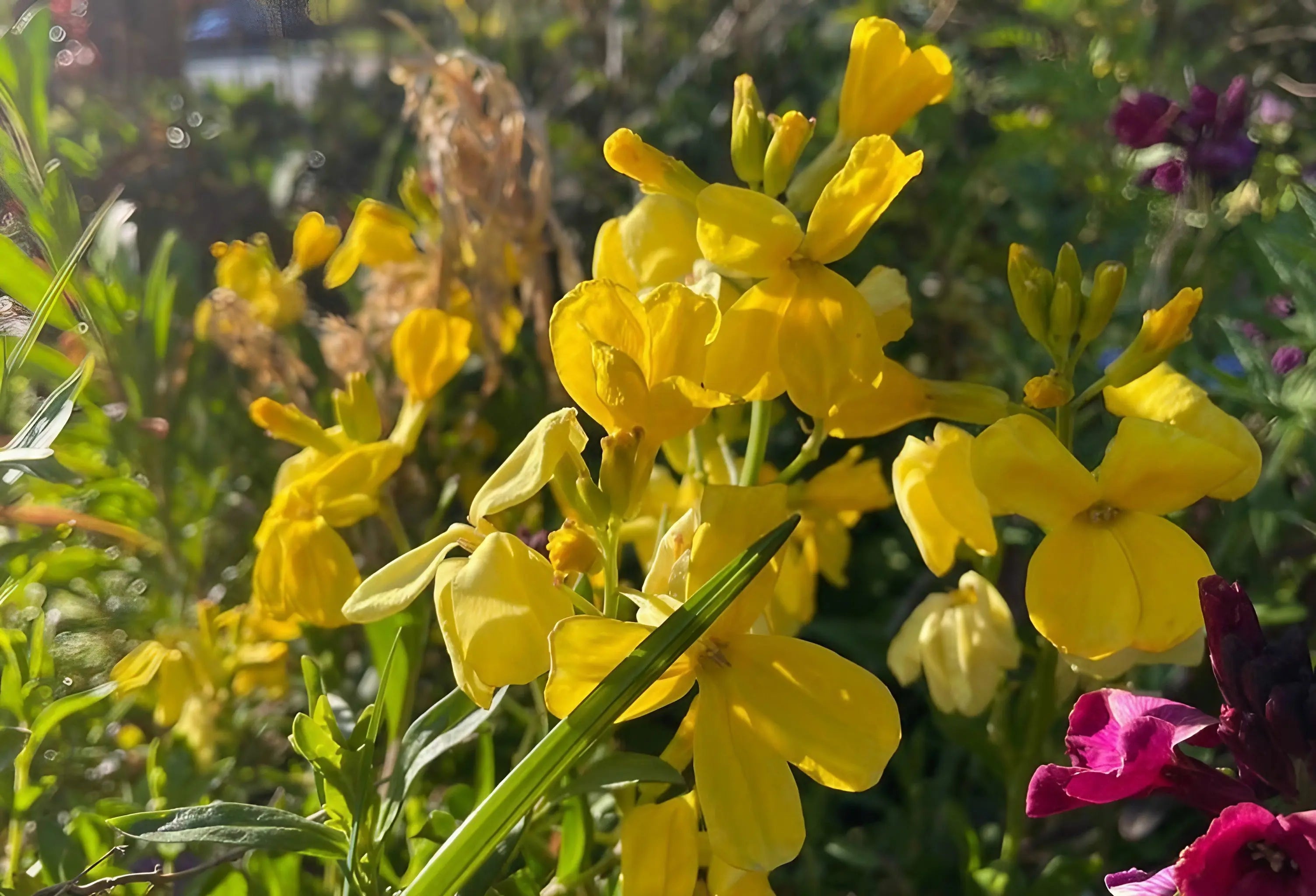 Wallflower Cloth of Gold - Bishy Barnabees Cottage Garden Ltd