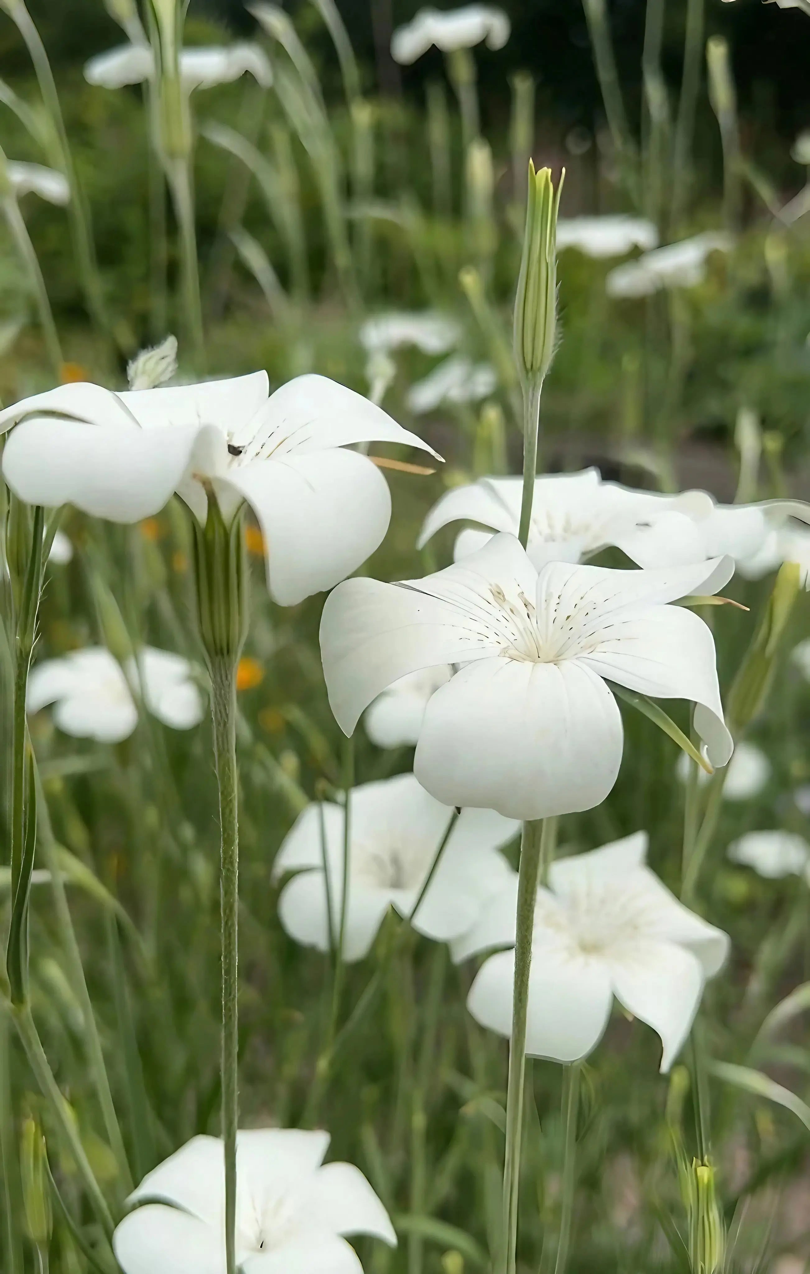 Close-up of Corncockle Bianca by Bishy Barnabees Cottage Garden Ltd—delicate white flowers with curved petals and long green stems bloom elegantly in a garden, ideal for moon gardens with blurred greenery in the background.