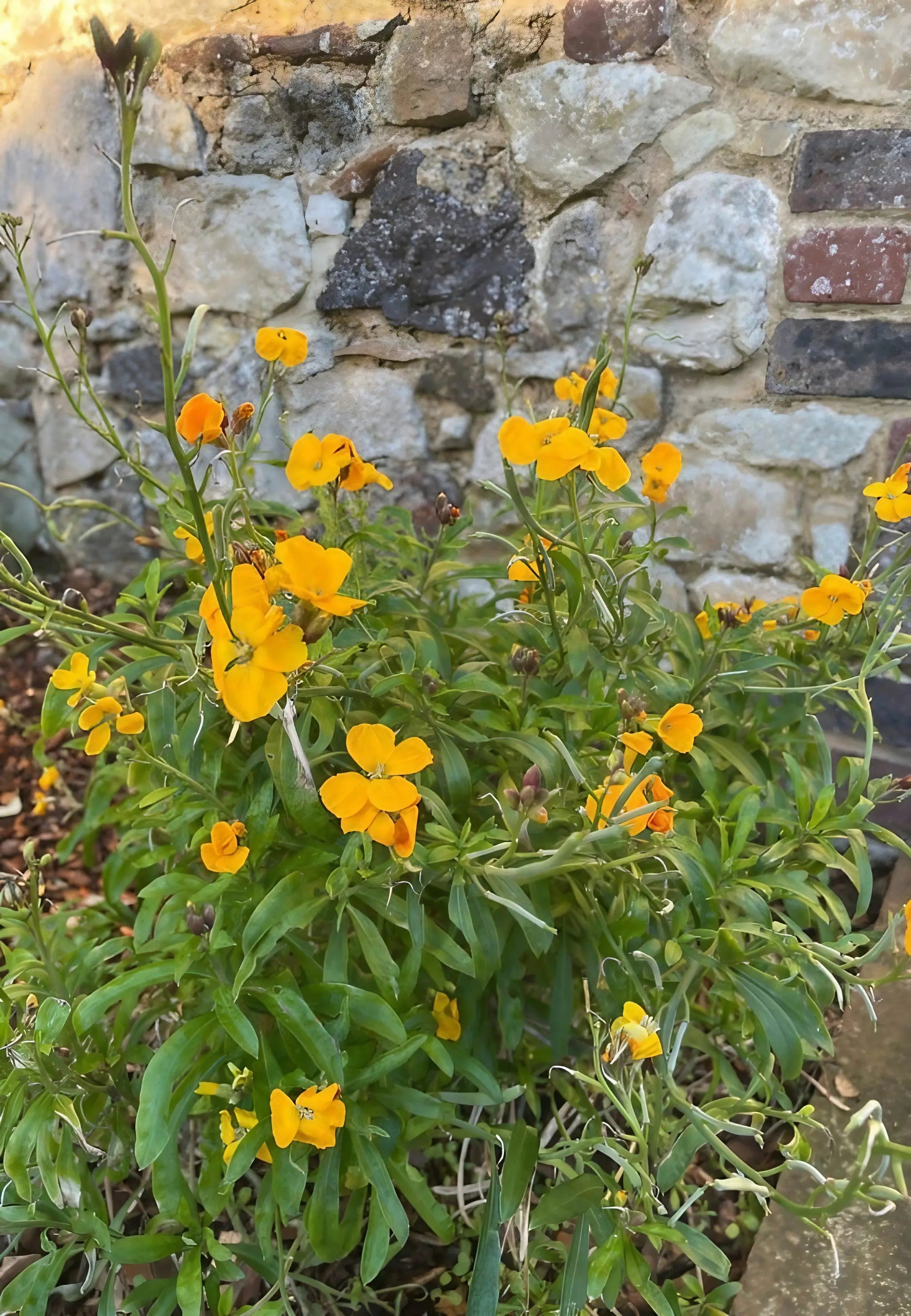 Wallflower Cloth of Gold - Bishy Barnabees Cottage Garden Ltd
