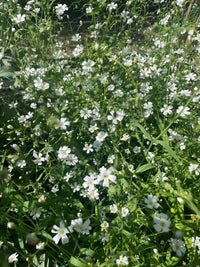 Gypsophila Covent Garden by Bishy Barnabees Cottage Garden produces dense clusters of small, delicate white blooms on thin green stems—perfect for sunny outdoor spots or as a soft accent in florist bouquets.
