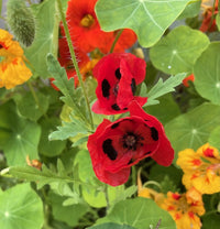 Two bright red Poppy Ladybird flowers from Bishy Barnabees Cottage Garden, each with black spots, bloom among green leaves and orange-yellow nasturtiums in a vibrant garden of varied foliage.