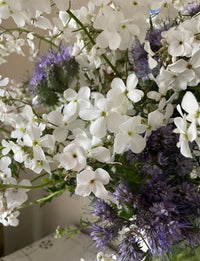 A close-up of Hesperis White (Sweet Rocket) by Bishy Barnabees Cottage Garden, featuring delicate white blooms with pale purple flowers and green stems—ideal for creating a dreamy Moon Garden atmosphere.