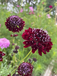 Close-up of Scabious Black Knight by Bishy Barnabees Cottage Garden: deep burgundy-black blooms with purple-tipped stamens, green foliage, and blurred pink flowers in the background. Dewdrops sparkle on this pollinator-friendly plant.