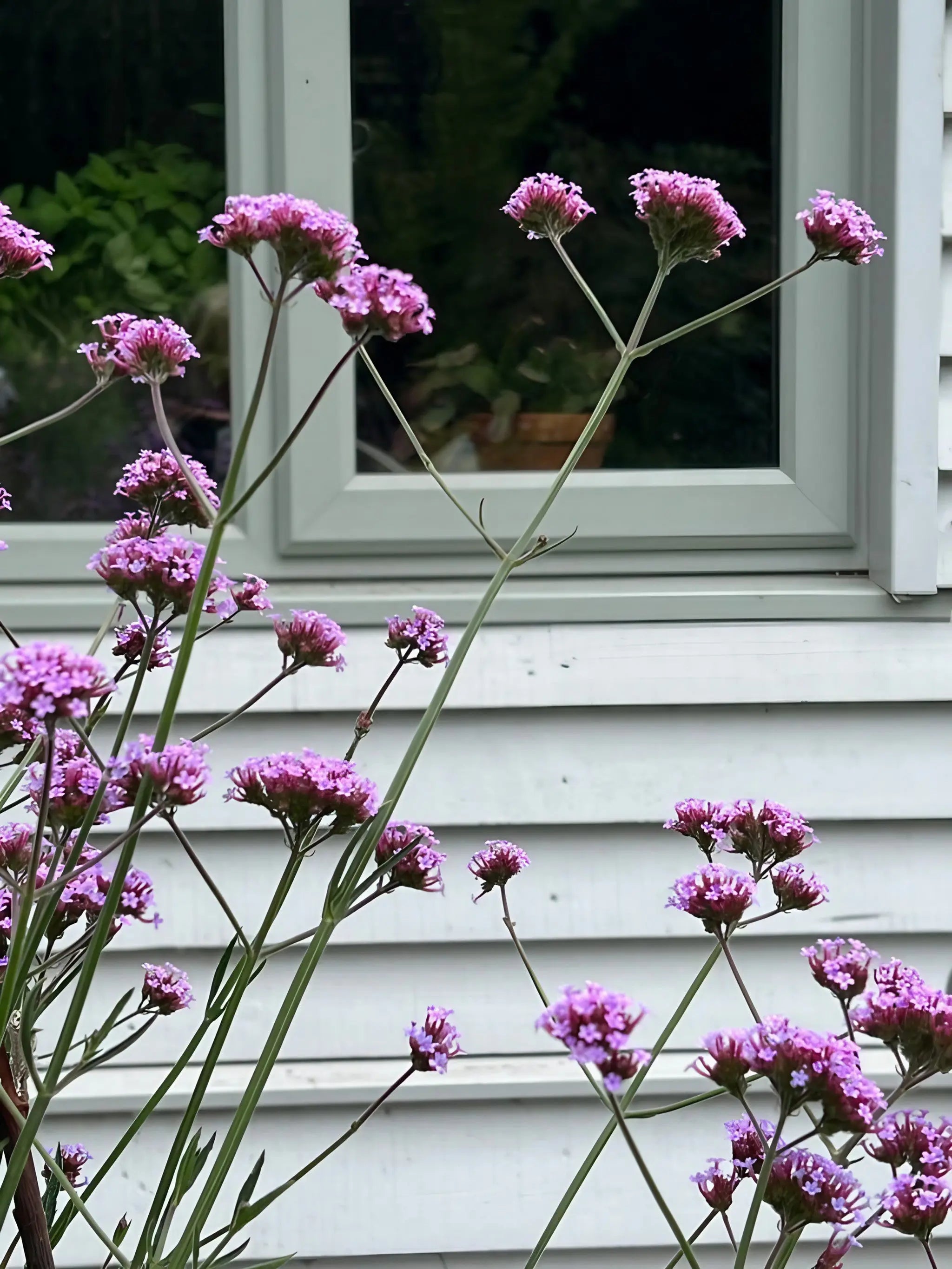 Verbena Bonariensis - Bishy Barnabees Cottage Garden Ltd