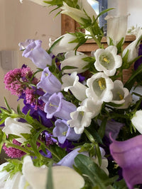 A close-up of a colorful bouquet featuring white and purple bell-shaped flowers grown from Canterbury Bells Crown Single Mixed seeds by Bishy Barnabees Cottage Garden Ltd, accented with small pink blossoms—ideal for cottage garden lovers.