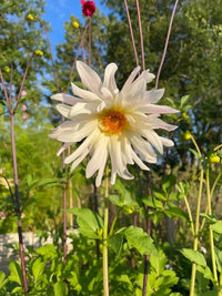 A single white dahlia flower with a yellow-orange center blooms among green leaves, showcasing the large spiky form and vibrant variety found in Bishy Barnabees Cottage Garden’s Dahlia Cactus Mixed seeds.