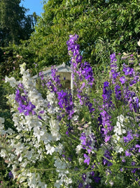 Tall white and purple blooms of Bishy Barnabees Cottage Garden's Larkspur Giant Imperial Mix stand densely in the foreground, with leafy green trees and a white gazebo in the background beneath a clear blue sky.