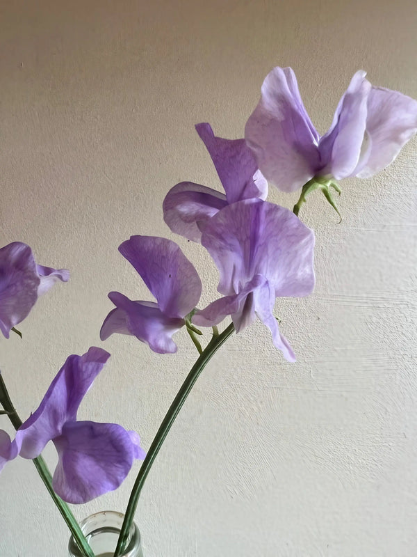 Sweet Pea Leamington by Bishy Barnabees Cottage Garden features delicate lavender-lilac Spencer type blooms with ruffled petals and slender green stems in a glass vase, adding soft elegance to any setting against a gently lit beige backdrop.