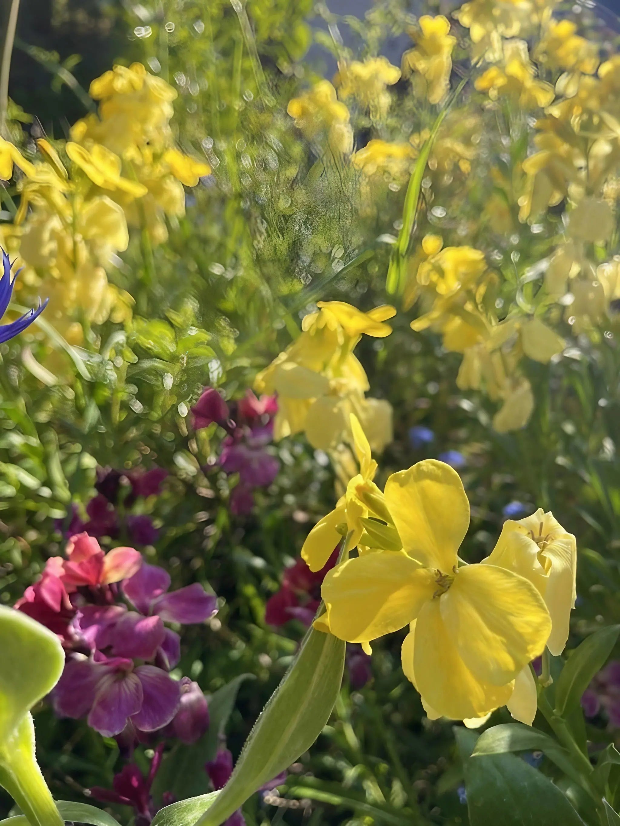 Wallflower Cloth of Gold - Bishy Barnabees Cottage Garden Ltd