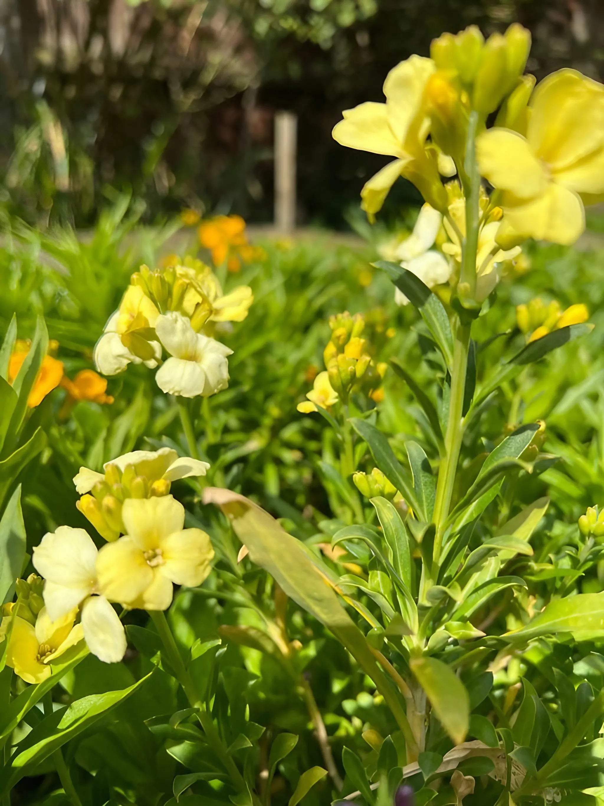 Wallflower Ivory White - Bishy Barnabees Cottage Garden Ltd