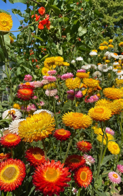 A lush garden showcasing a variety of Strawflower Helichrysum Swiss Giant Mix plants