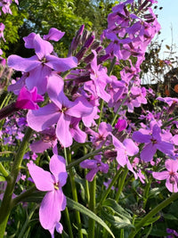 Clusters of vibrant Hesperis Purple (Sweet Rocket) flowers from Bishy Barnabees Cottage Garden bloom among green stems and leaves in a sunlit garden, with trees and a clear blue sky in the background.